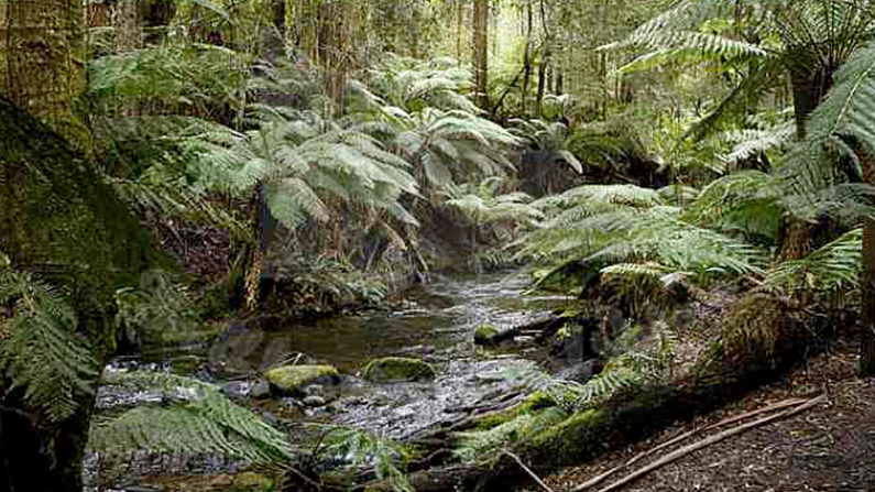 Great Otway National Park